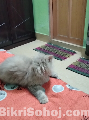 Persian Cat Female